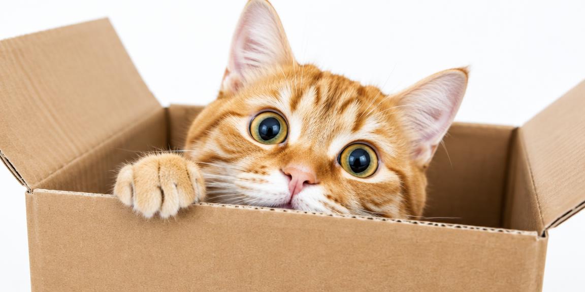 Funny orange tabby cat in a box